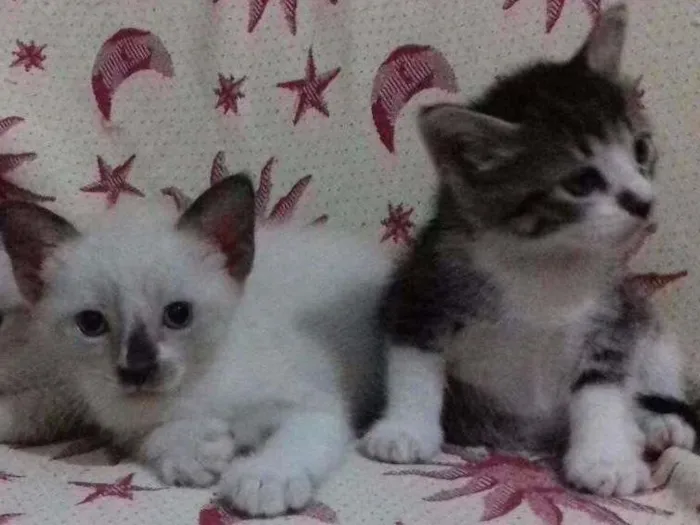 Gato raça misturada idade 2 a 6 meses nome adelaide e ciro