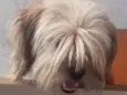 Mel
