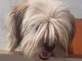 Cachorro raça Ioki chani misturado idade 1 ano nome Mel