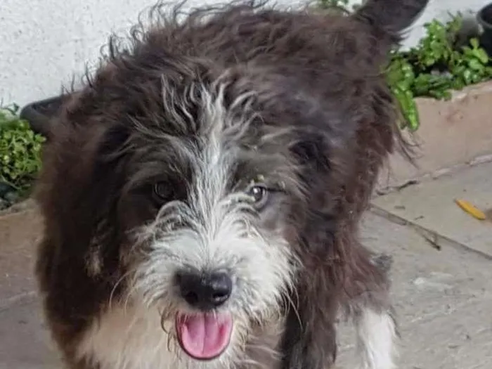 Cachorro ra a srd idade 2 a 6 meses nome perdido