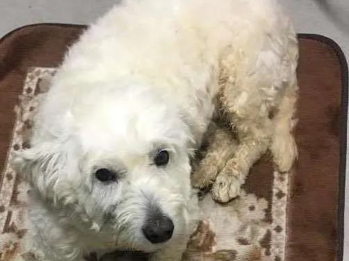 Cachorro ra a Poodle (acho q misturado) idade  nome Nao sei