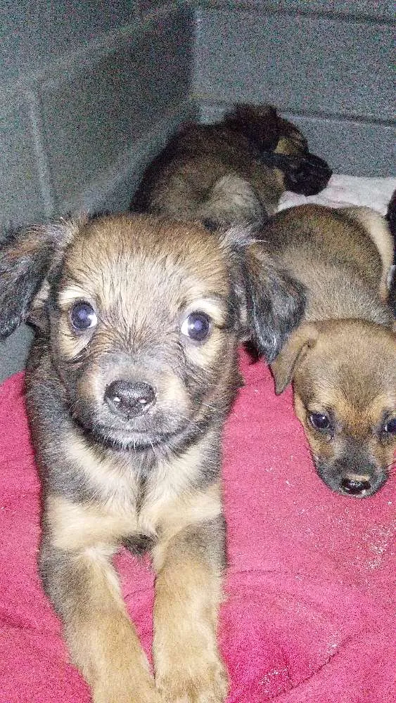 Cachorro ra a Mista  idade 2 a 6 meses nome Band, Fanny, Lary e Baby