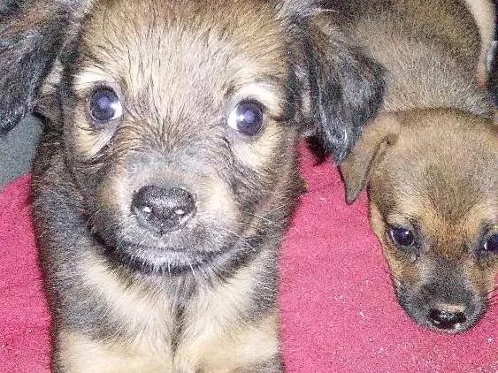 Cachorro ra a Mista  idade 2 a 6 meses nome Band, Fanny, Lary e Baby