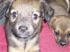 Cachorro raça Mista  idade 2 a 6 meses nome Band, Fanny, Lary e Baby