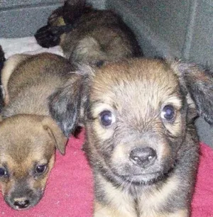 Cachorro raça Mista  idade 2 a 6 meses nome Band, Fanny, Lary e Baby