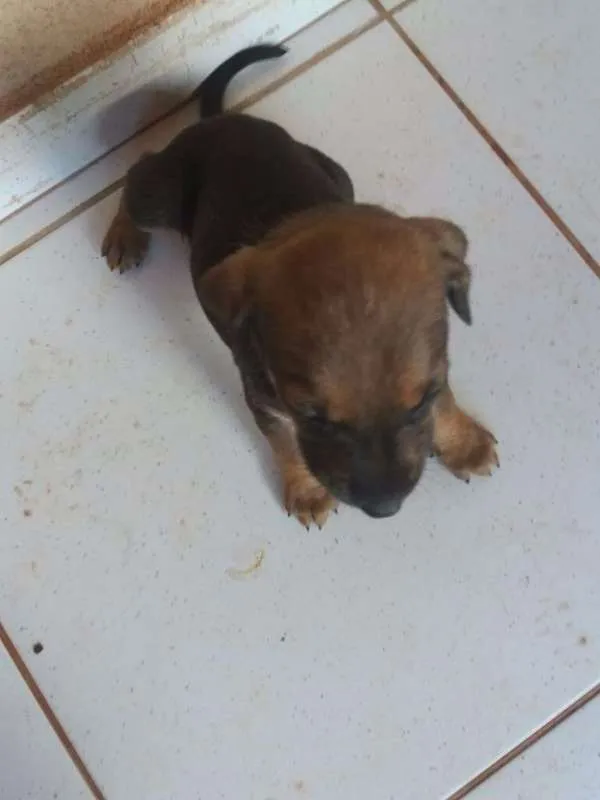 Cachorro ra a SRD (Mãe é labrador com cofap) idade Abaixo de 2 meses nome Filhotes sem nome