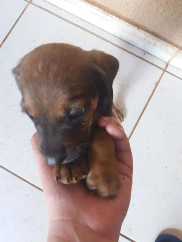 Cachorro ra a SRD (Mãe é labrador com cofap) idade Abaixo de 2 meses nome Filhotes sem nome