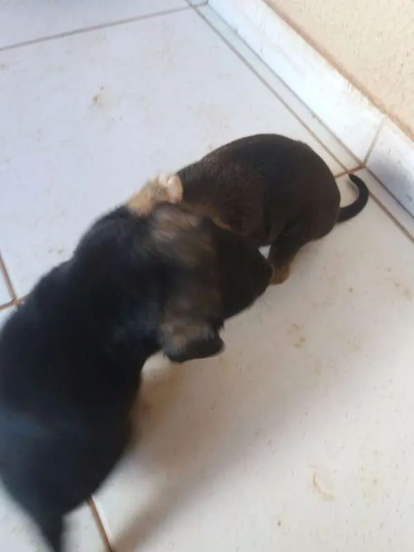 Cachorro ra a SRD (Mãe é labrador com cofap) idade Abaixo de 2 meses nome Filhotes sem nome