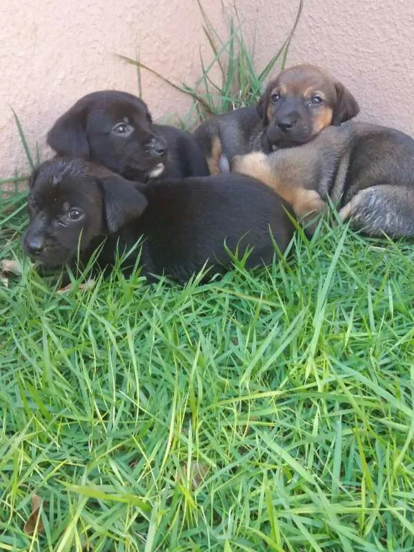 Cachorro ra a SRD (Mãe é labrador com cofap) idade Abaixo de 2 meses nome Filhotes sem nome