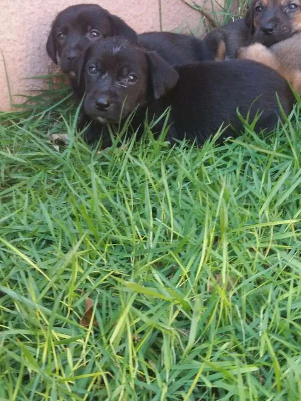 Cachorro ra a SRD (Mãe é labrador com cofap) idade Abaixo de 2 meses nome Filhotes sem nome