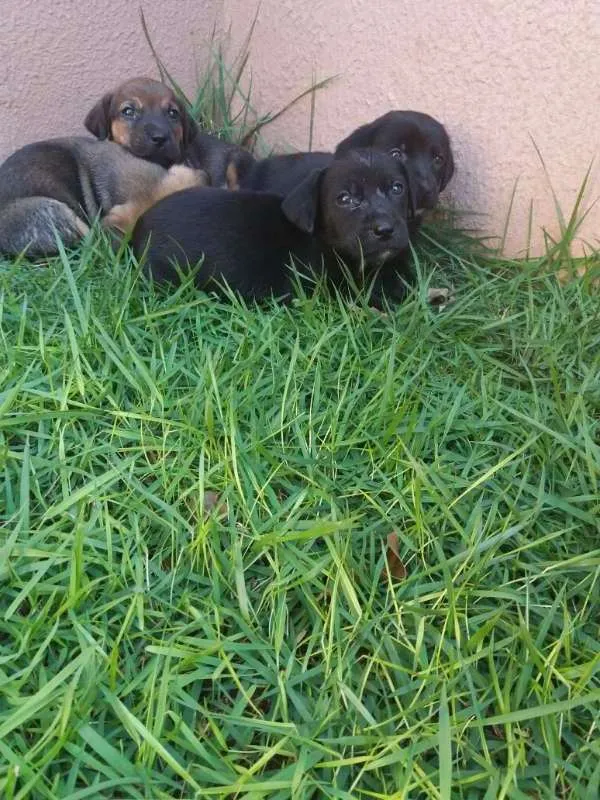 Cachorro ra a SRD (Mãe é labrador com cofap) idade Abaixo de 2 meses nome Filhotes sem nome