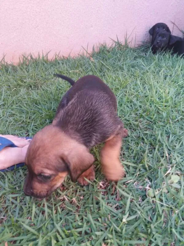 Cachorro ra a SRD (Mãe é labrador com cofap) idade Abaixo de 2 meses nome Filhotes sem nome