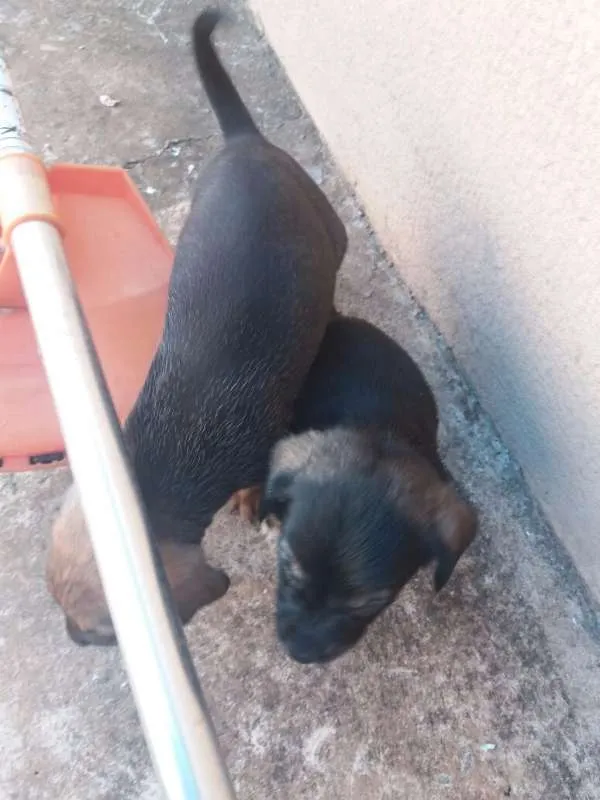 Cachorro ra a SRD (Mãe é labrador com cofap) idade Abaixo de 2 meses nome Filhotes sem nome