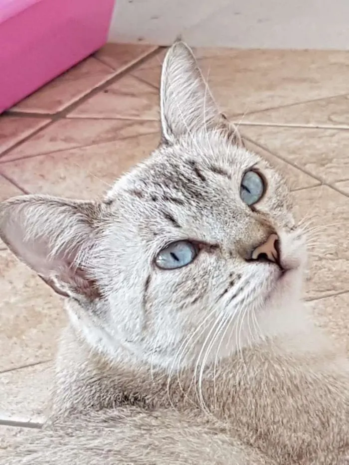Gato ra a Sem raça definida  idade 1 ano nome Ysma