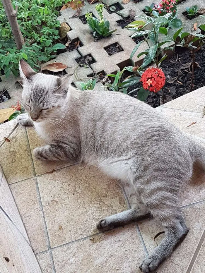 Gato ra a Sem raça definida  idade 1 ano nome Ysma