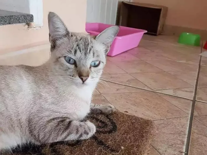Gato ra a Sem raça definida  idade 1 ano nome Ysma