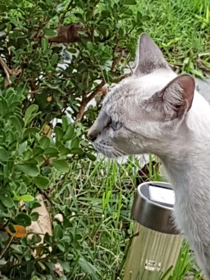 Gato ra a Sem raça definida  idade 1 ano nome Ysma