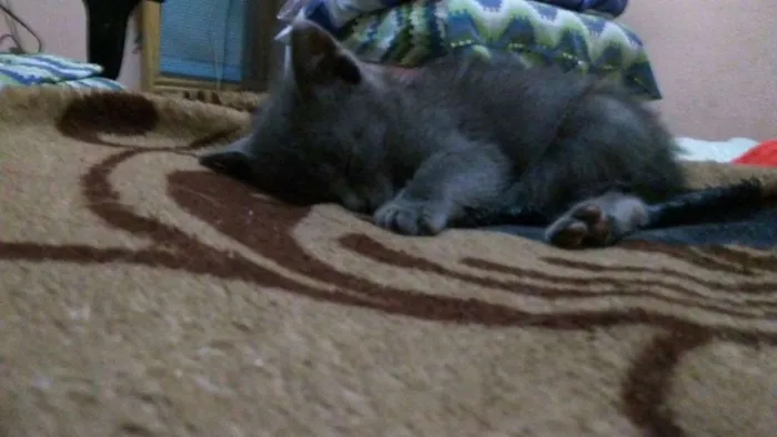 Gato ra a não tem idade  nome flor
