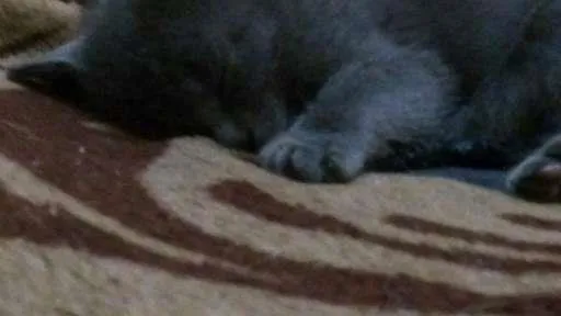 Gato ra a não tem idade  nome flor