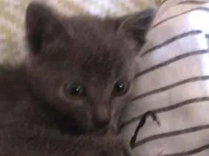 Gato raça não tem idade  nome flor