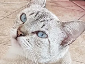 Gato raça Sem raça definida  idade 1 ano nome Ysma