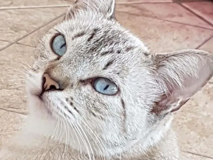 Gato ra a Sem raça definida  idade 1 ano nome Ysma