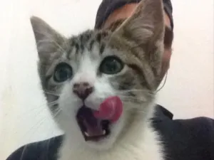 Gato raça Vira lata idade 2 a 6 meses nome Marrie