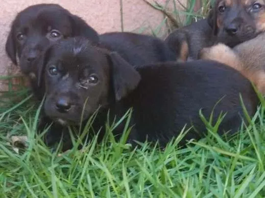 Cachorro ra a SRD (Mãe é labrador com cofap) idade Abaixo de 2 meses nome Filhotes sem nome