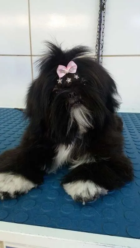 Cachorro ra a Shitzu idade 2 anos nome Coca