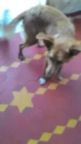 Pipoca