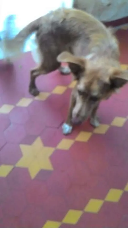 Cachorro ra a vira lata idade 2 a 6 meses nome Pipoca
