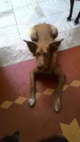 Pipoca