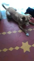 Pipoca