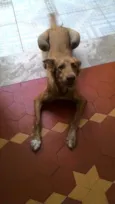 Pipoca
