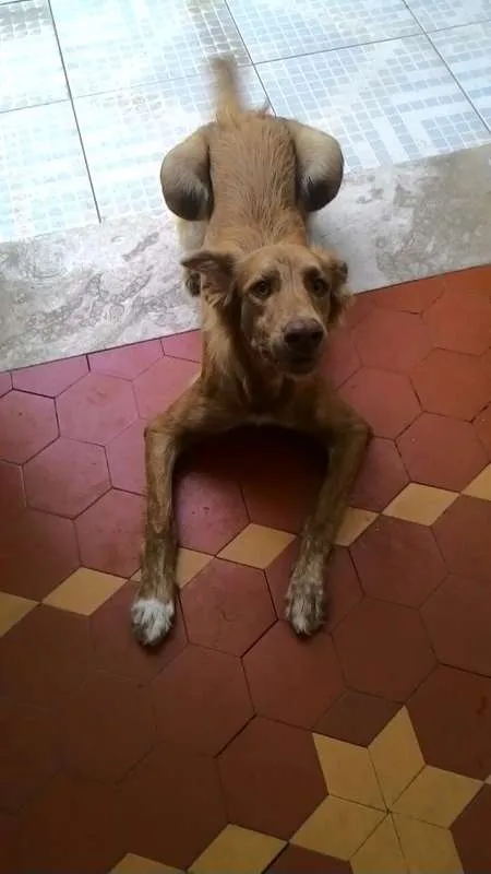 Cachorro ra a vira lata idade 2 a 6 meses nome Pipoca