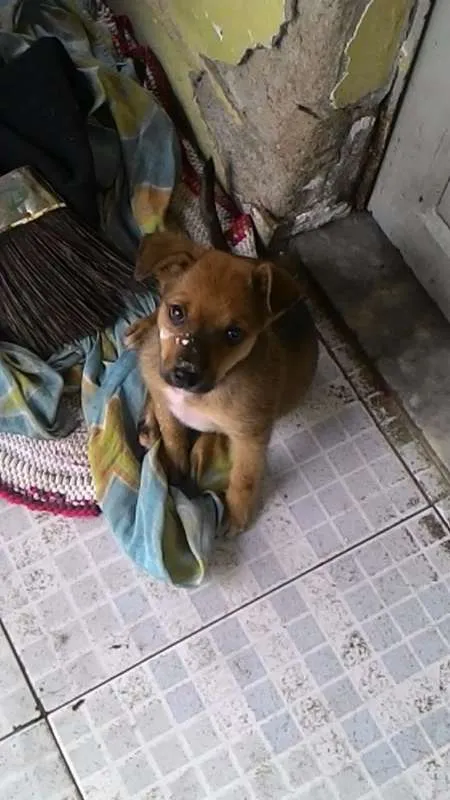 Cachorro ra a vira lata idade Abaixo de 2 meses nome sem nome