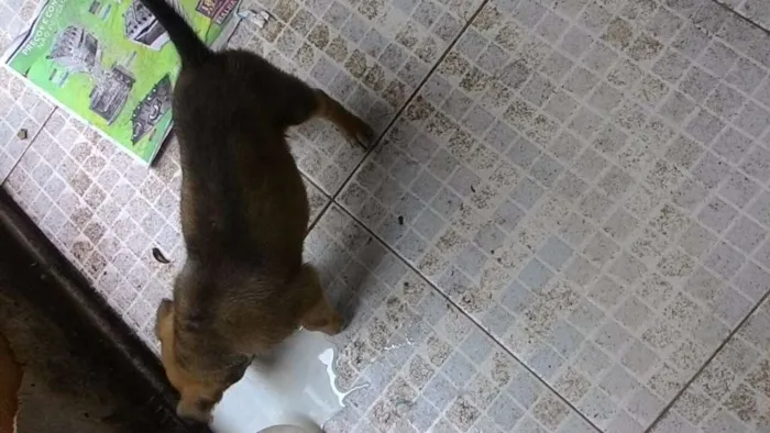 Cachorro ra a vira lata idade Abaixo de 2 meses nome sem nome