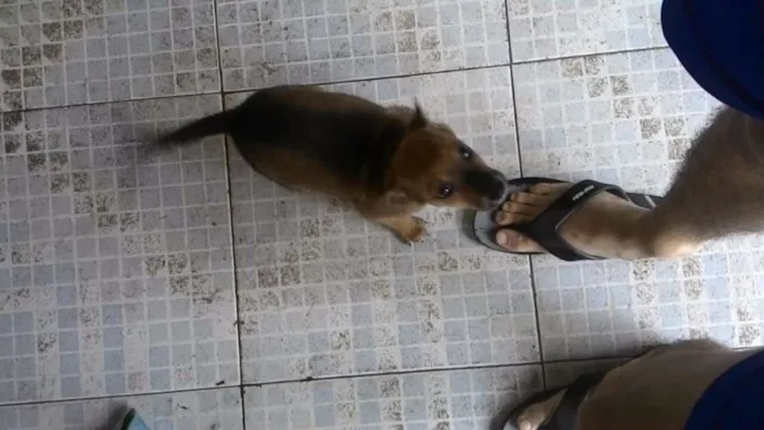 Cachorro ra a vira lata idade Abaixo de 2 meses nome sem nome