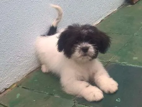 Cachorro ra a Lhasa Apso idade 7 a 11 meses nome Vader