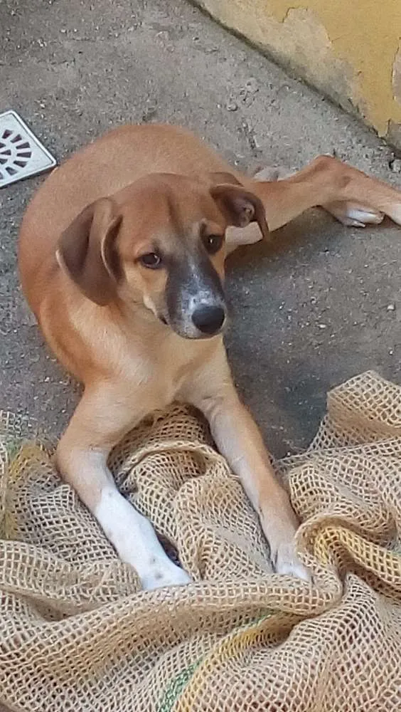 Cachorro ra a Srd idade 2 a 6 meses nome Rubi