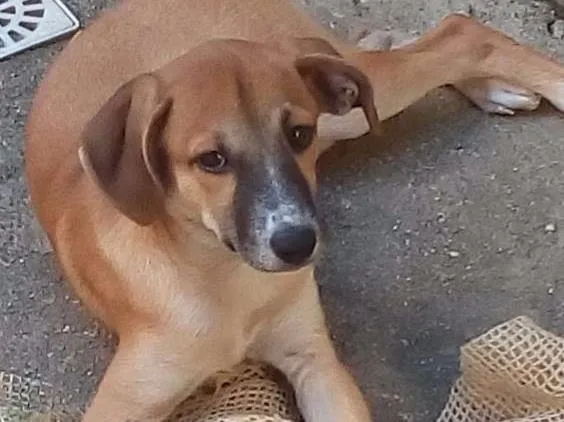 Cachorro ra a Srd idade 2 a 6 meses nome Rubi