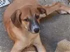 Cachorro raça Srd idade 2 a 6 meses nome Rubi