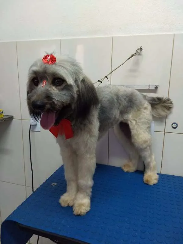 Cachorro ra a Mestiça idade 1 ano nome Sem nome