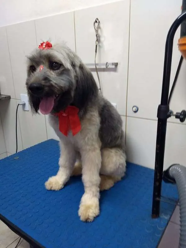 Cachorro ra a Mestiça idade 1 ano nome Sem nome