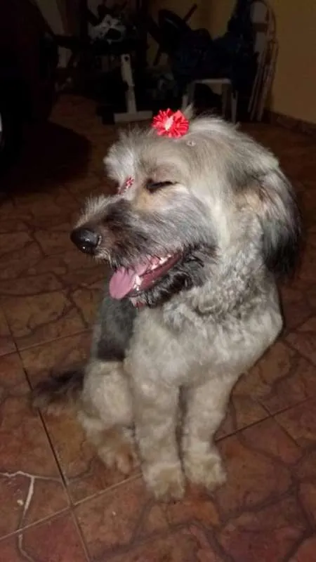 Cachorro ra a Mestiça idade 1 ano nome Sem nome