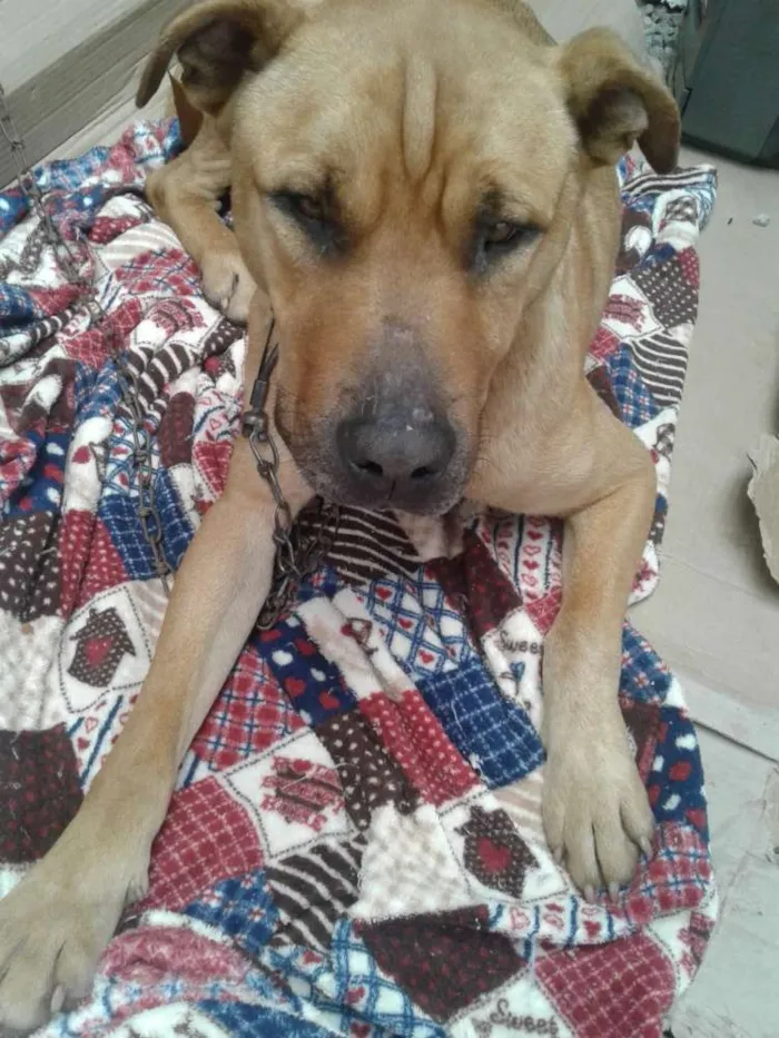 Cachorro ra a Srd idade 2 anos nome Não sei o nome dele