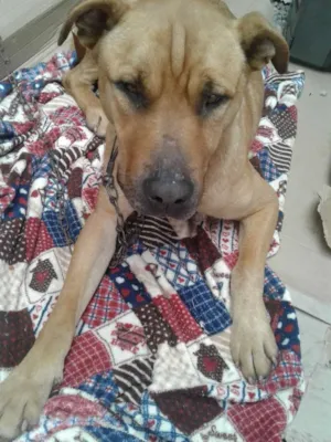 Cachorro raça Srd idade 2 anos nome Não sei o nome dele