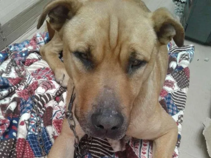 Cachorro ra a Srd idade 2 anos nome Não sei o nome dele