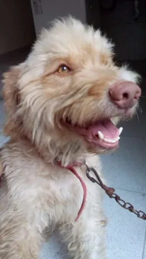 Cachorro raça Poodle idade 4 anos nome Jake