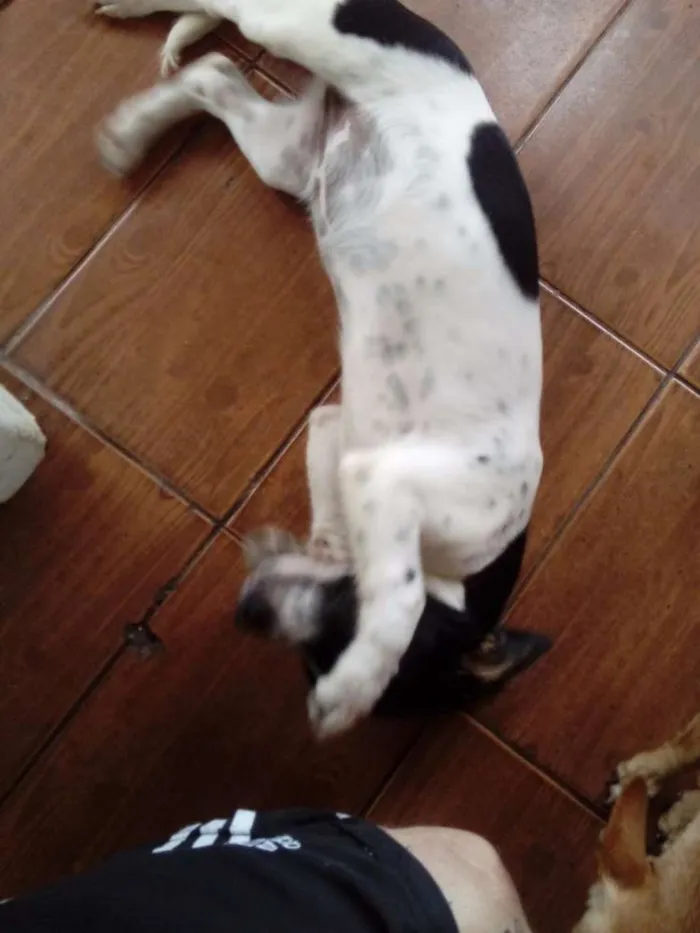 Cachorro ra a Mistura com beagle idade 2 a 6 meses nome Hana